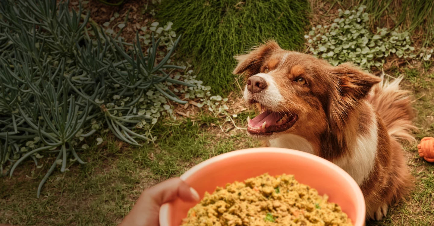 Tier Kost Welt Geschaft -Tier Kost Welt Geschaft eee