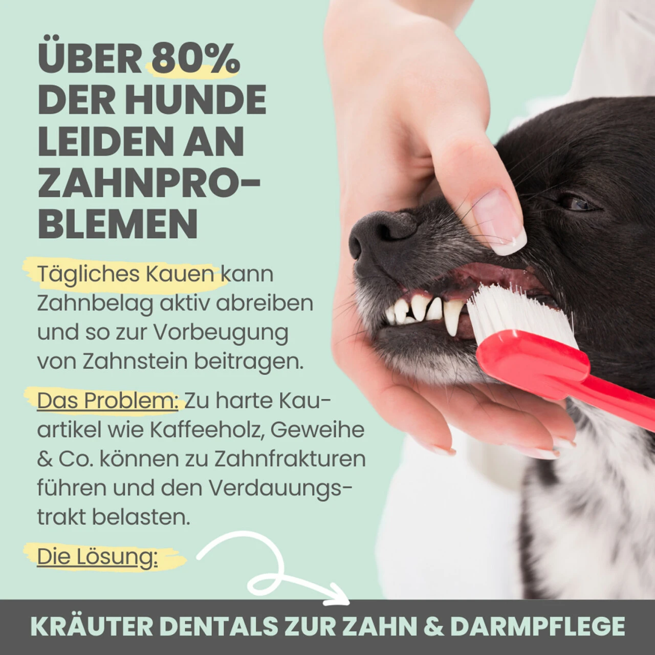 Noms+ Kräuter Dentals Für Hunde 4 Noms+ Kräuter Dentals Für Hunde – Bild 4