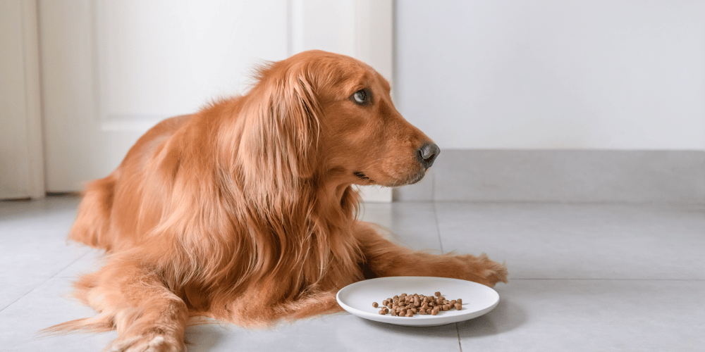 Tier Kost Welt Geschaft -Tier Kost Welt Geschaft qaa