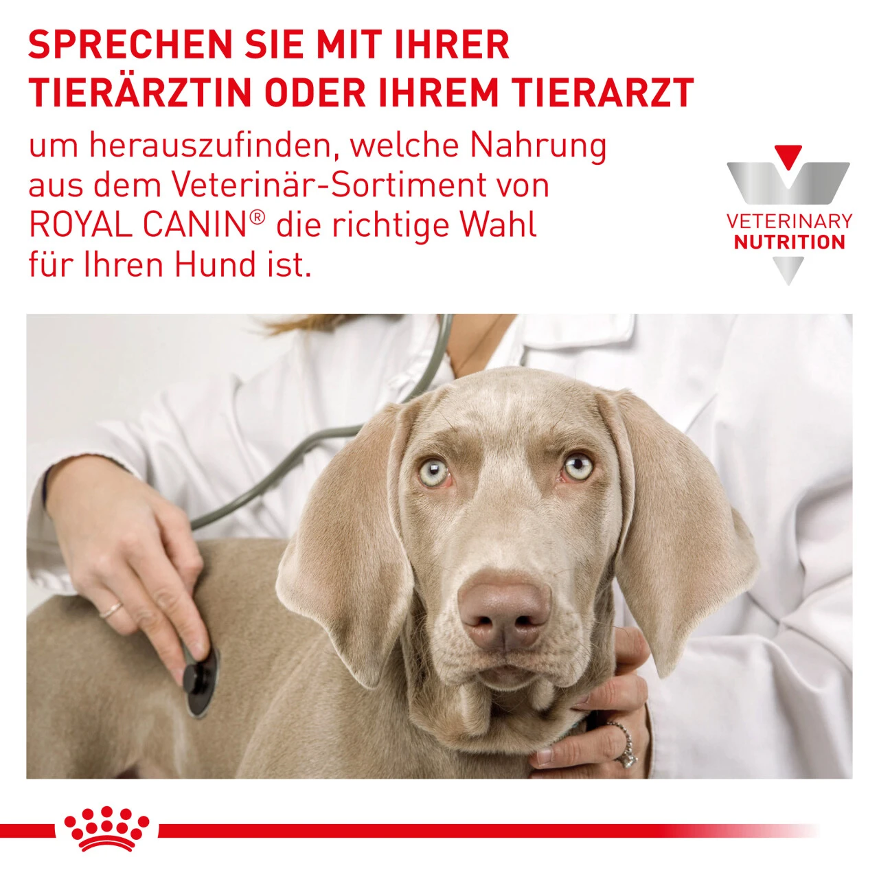 Royal Canin Expert Adult Large Dogs Trockenfutter Für Hunde 9 Royal Canin Expert Adult Large Dogs Trockenfutter Für Hunde – Bild 9