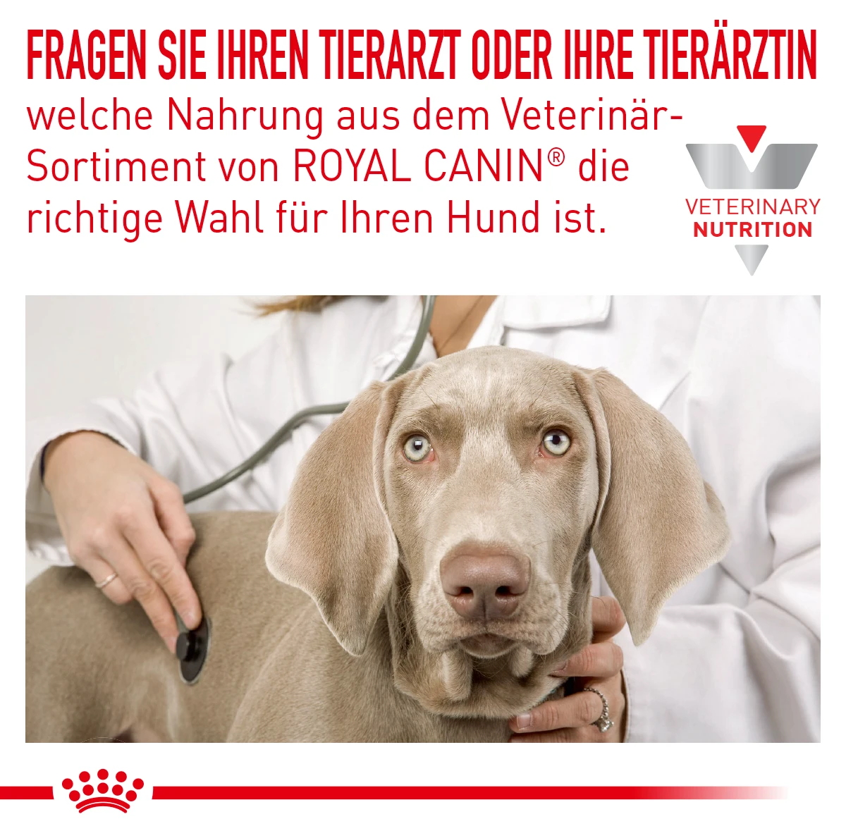 Royal Canin Anallergenic Small Dogs Trockenfutter Für Hunde 7 Royal Canin Anallergenic Small Dogs Trockenfutter Für Hunde – Bild 7
