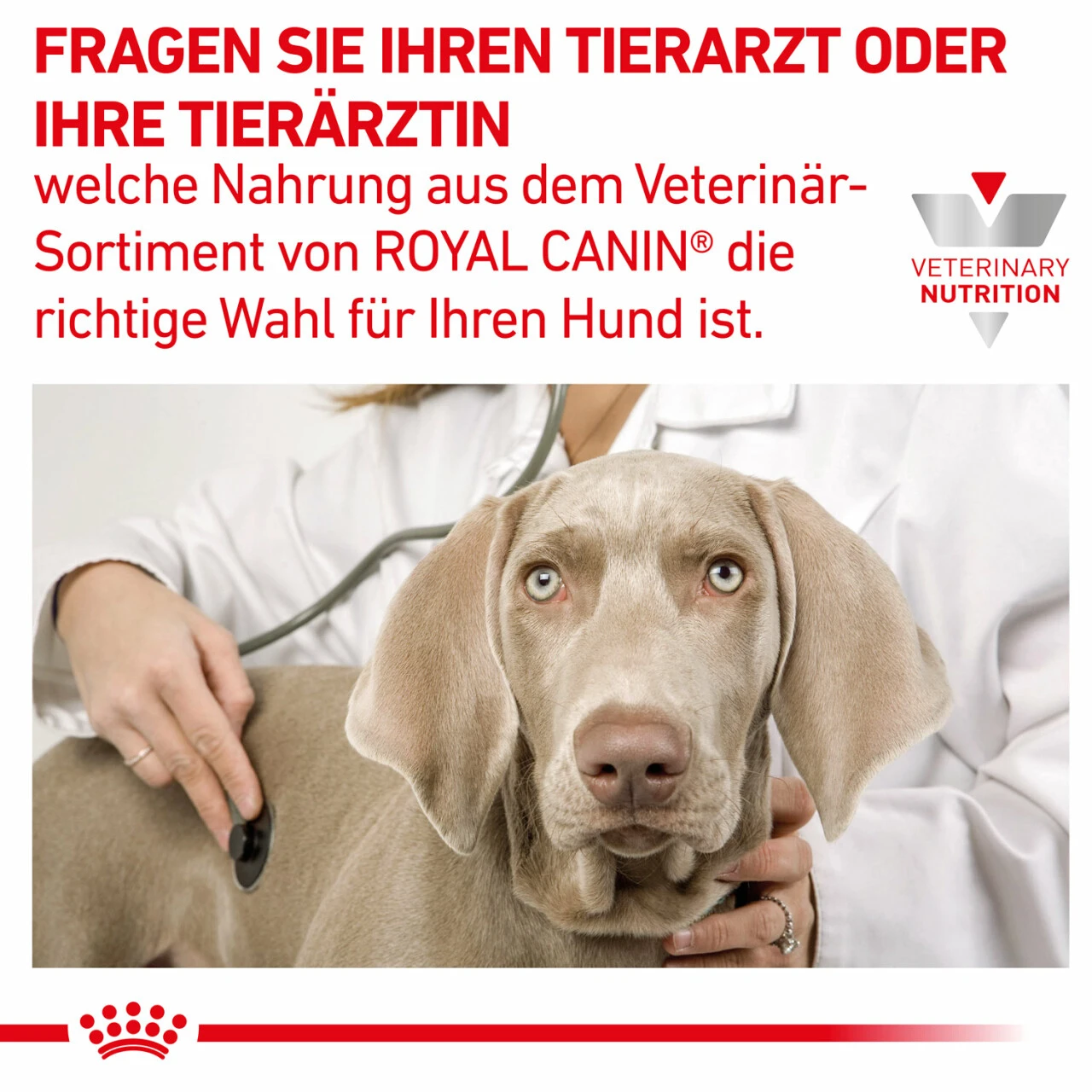 Royal Canin Hepatic Trockenfutter Für Hunde 8 Royal Canin Hepatic Trockenfutter Für Hunde – Bild 8